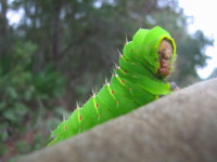 Big Okefenokke Alien Slug Bug