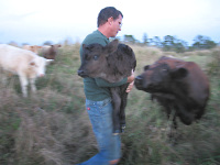 Lois watches Brian carry her baby calf