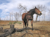 Luckenbach horse