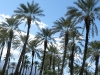 Date Palm Trees at Shields Date Farm Indio, CA