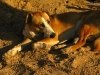 Salvation Mountain Dog Slab City