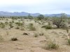 Niland Desert near Slab City