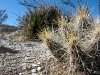 Big Bend Cactus