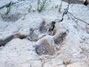 Rio Grande Mud Coyote Paw Print