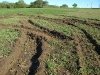 Leaving Tracks in the mud at Luckenbach