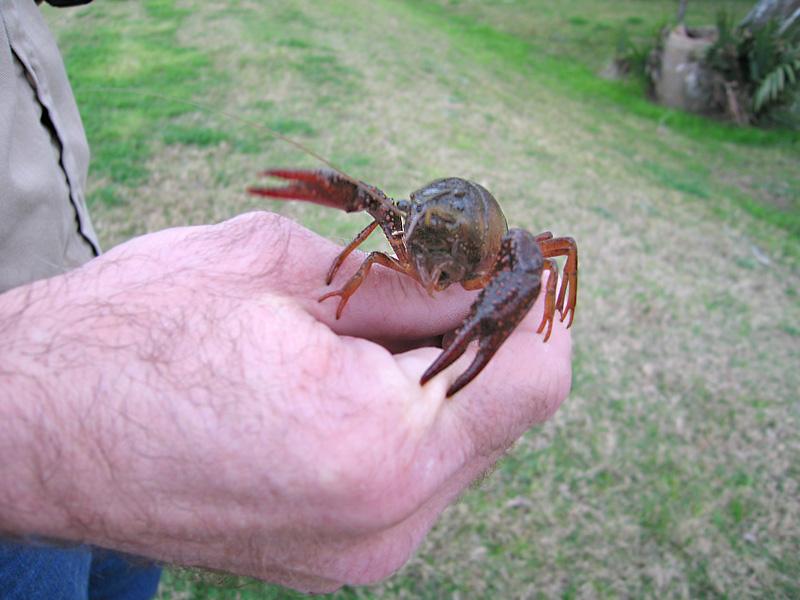 5. Live crawfish in Abbeville, Louisiana