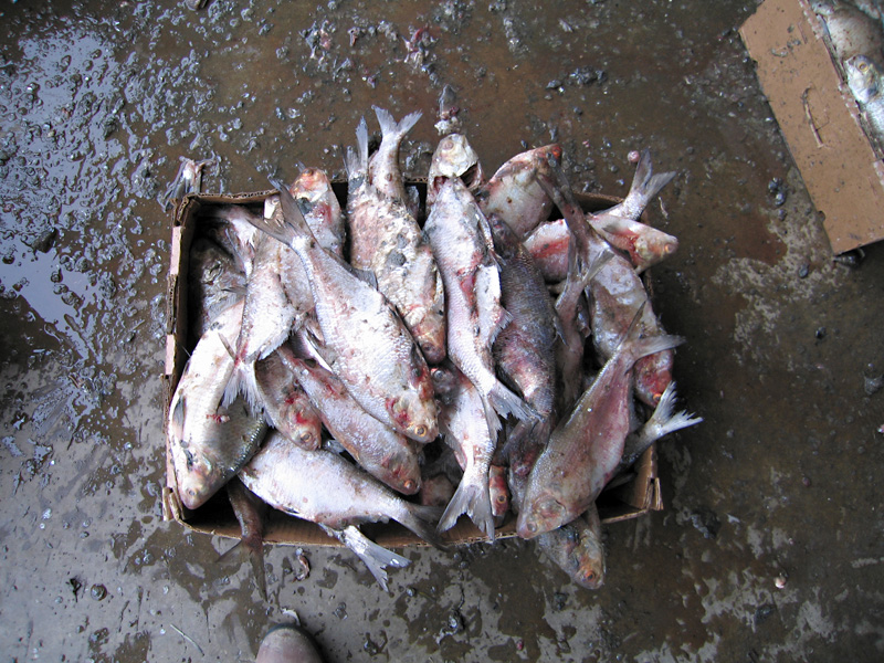 13. Crawfish farming, Abbeville, LA