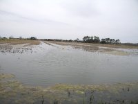 2. Teche-A Joe explains how crawfish farming works