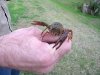 5. Live crawfish in Abbeville, Louisiana