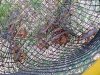 4. Live crawfish in trap, Abbeville Louisiana