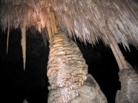 Column Forms in Carlsbad Caverns
