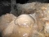 Active Formation in Carlsbad Caverns
