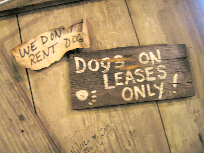 Dogs on lease, Luckenbach Saloon