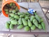 Avocados from the Agredano Tree