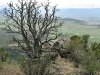Tree awaiting spring over valley near Black Canyon National Park