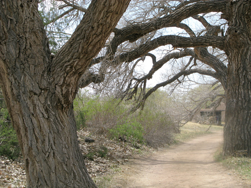 Trees at El Rancho de las Golondrinas
