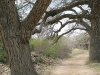 Trees at El Rancho de las Golondrinas