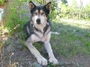 Lobo awaits table scraps at the Vickers Ranch Steak Fry