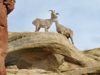 Capitol Reef Bighorn Sheep of Cohab Canyon