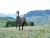 Horse outstanding in his field at Vickers Ranch
