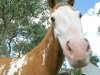 Bogie the horse at Vickers Ranch upper pasture