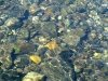 No fish in the Lake Fork of the Gunnison River at Vickers Ranch