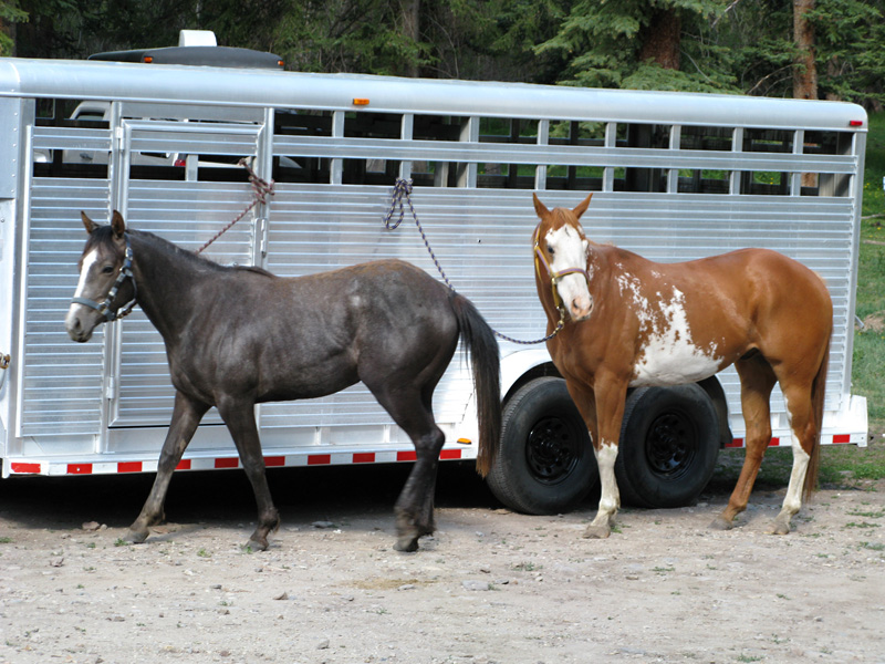 Horses load up at Vickers dude ranch, Lake City Colorado
