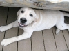 Tucker waits for a burger at the Vickers cookout