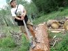 Rene the Lumberjane on Felled Ponderosa Pine