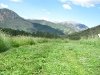 Vickers ranch fresh cut hay field in the Colorado Rockies