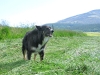 Vickers farm dog Wilbur in fresh cut hay field