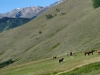 Horses graze fresh mowed hay at Vickers upper ranch