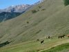 Horses graze fresh mowed hay at Vickers upper ranch