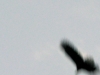 Bald Eagle taking flight in Hoh Rain Forest, Washington, Really!