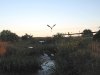 Cranes take flight in Anastasia State Park
