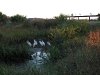 Cranes at Anastasia State Park