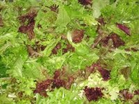 15. White Rabbit lettuce Wash ready for market