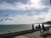 14. Gulls glide in the wind at the Fort Pierce Marina Market