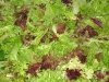 15. White Rabbit lettuce Wash ready for market
