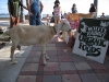 17. Fanny the Goat at Fort Pierce Market