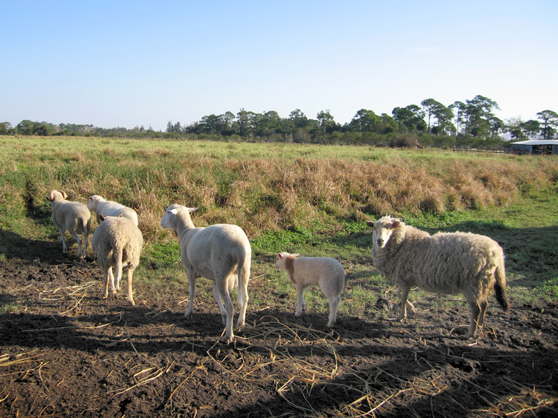 Sheep at White Rabbit Acres Organic Farm