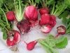 Organic radishes aint pretty but they taste good.