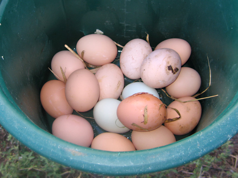 14. Collecting Hormone Free Eggs at White Rabbit Acres