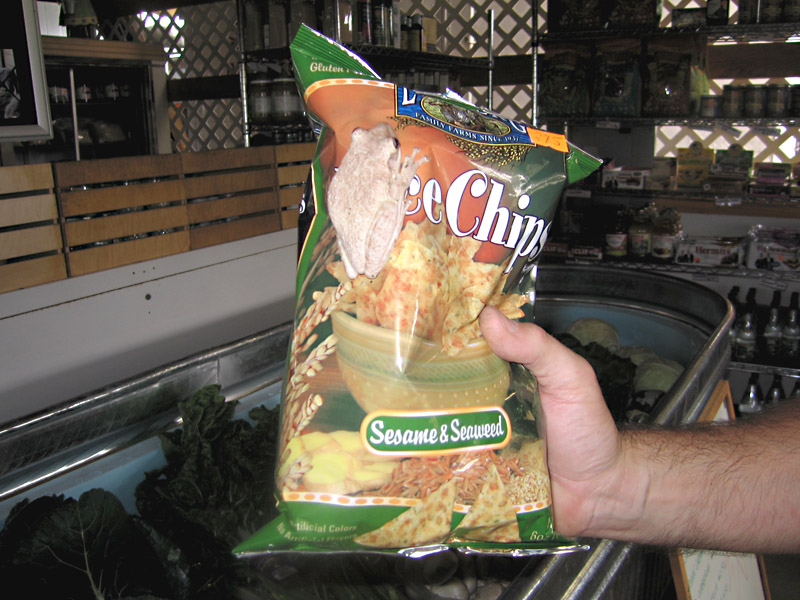 03. Don\'t panic. It\'s organic! Tree frog on the chips.
