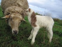 24. Lamb and Mom at White Rabbit Acres
