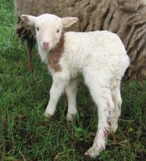 25. Newborn lamby on the farm.