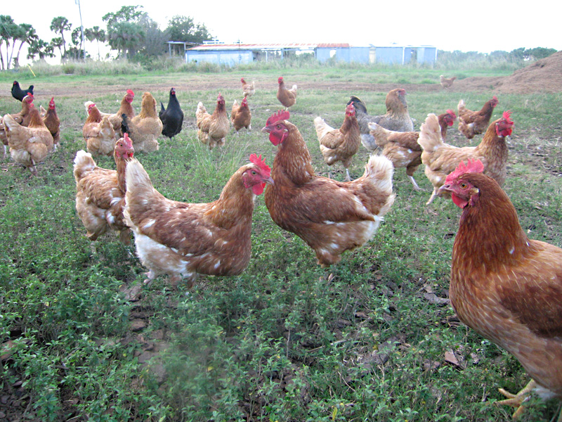 06. Organic Chickens at White Rabbit Acres