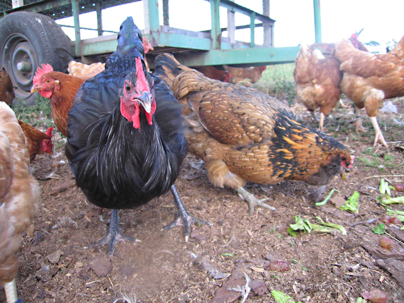 07. Organic Chickens at White Rabbit Acres