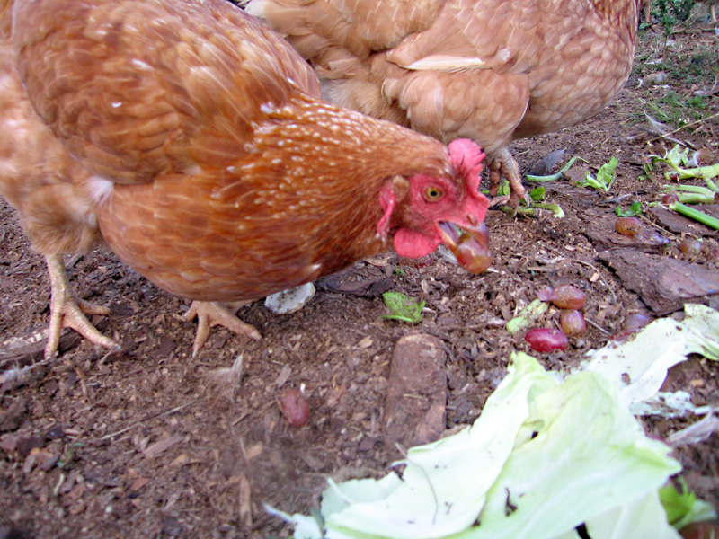 10. Organic Chickens at White Rabbit Acres