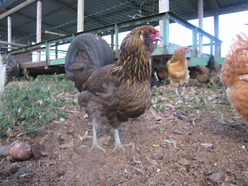11. Organic Chickens at White Rabbit Acres